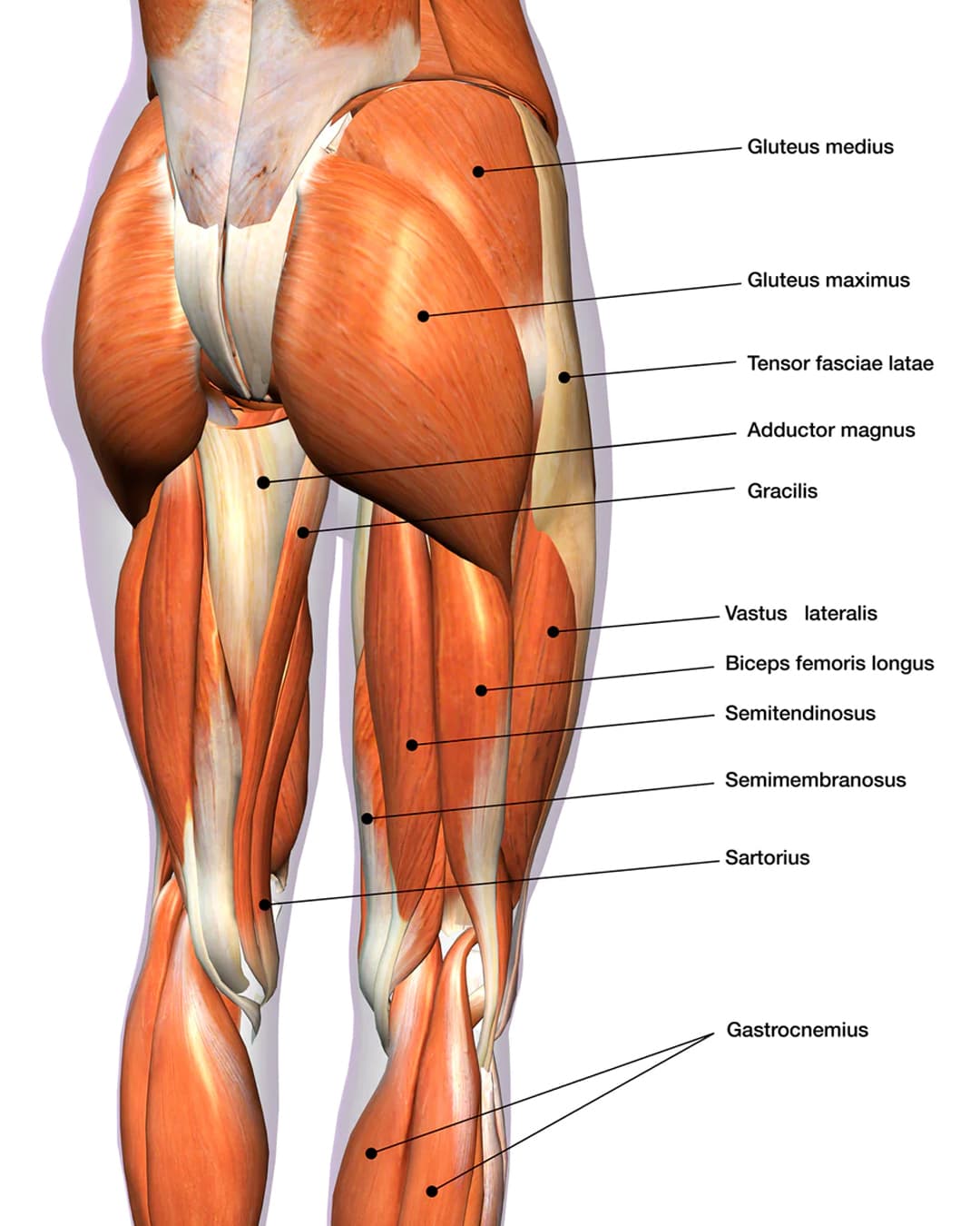 posterior chain anatomy